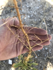 Stanleya viridiflora