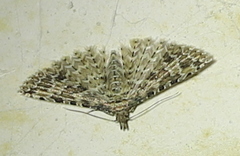 Alucita desmodactyla