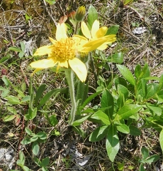 Arnica lonchophylla
