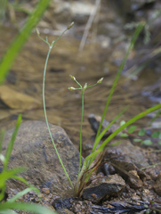 Fimbristylis kadzusana