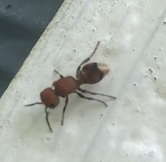 Pseudomethoca vanduzei