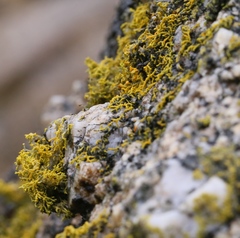 Polycauliona coralloides