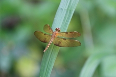 Neurothemis fulvia
