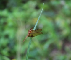 Neurothemis fulvia