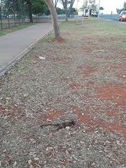 Callithrix penicillata