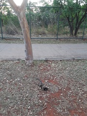 Callithrix penicillata