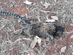 Callithrix penicillata