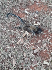 Callithrix penicillata