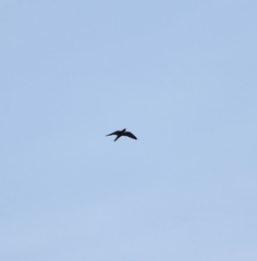 Streptoprocne zonaris