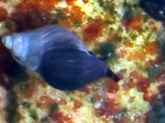 Burnupena catarrhacta