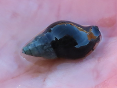 Burnupena catarrhacta