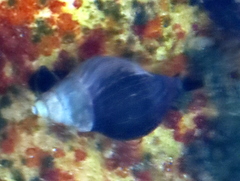 Burnupena catarrhacta