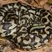 Carpet Python - Photo (c) Faunaverse, some rights reserved (CC BY-NC), uploaded by Faunaverse