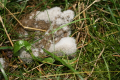 Fungi