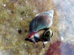 Burnupena catarrhacta