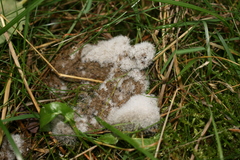 Fungi
