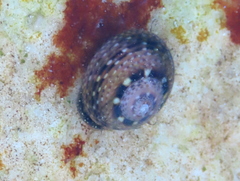 Oxystele impervia