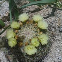 Coryphantha recurvata recurvata