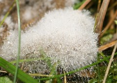 Fungi