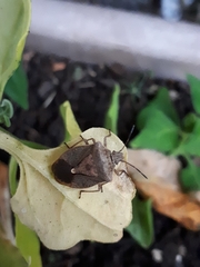 Euschistus servus euschistoides