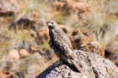 Buteo jamaicensis socorroensis