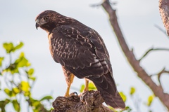 Buteo jamaicensis socorroensis