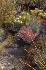 Erica gnaphaloides