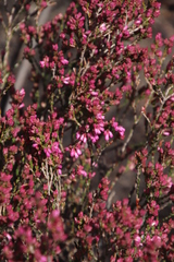 Erica gnaphaloides