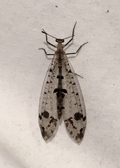 Dendroleon obsoletus