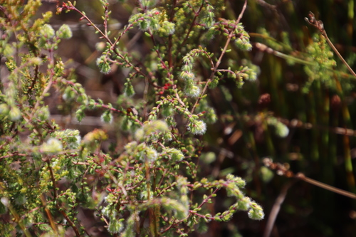 Image of Erica capitata by (c) Tony Rebelo, some rights reserved (CC BY-SA)