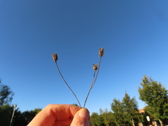 Crepis setosa
