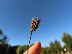 Crepis setosa