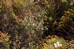 Erica capitata