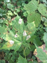 Phyllonorycter joannisi