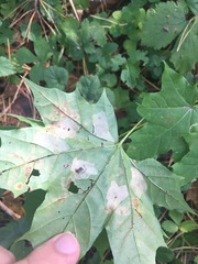 Phyllonorycter joannisi
