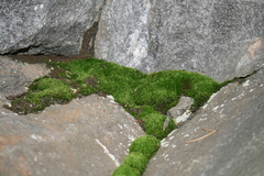 Bryophyta