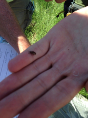 Microrhopala vittata