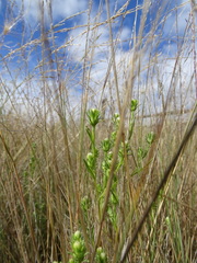Symphyotrichum ciliatum