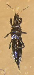 Liothrips