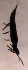 Liothrips