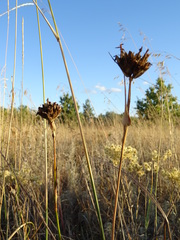 Dianthus andrzejowskianus