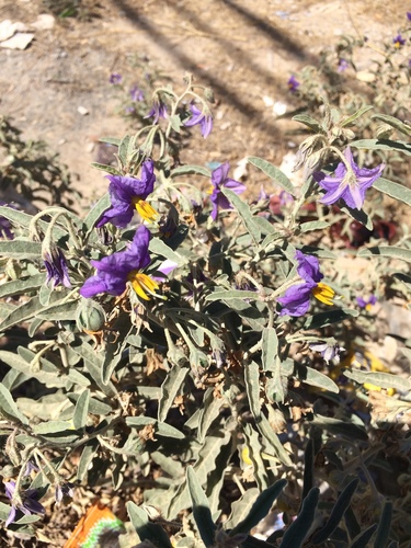 Solanum elaeagnifolium image