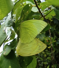 Catopsilia pomona