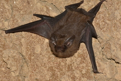 Peropteryx macrotis