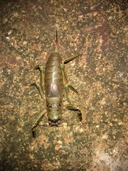Nesoecia nigrispina