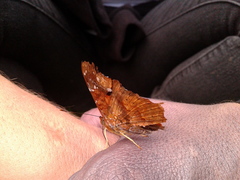 Hypanartia kefersteini