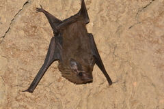 Peropteryx macrotis