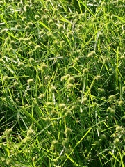 Cyperus brevifolioides