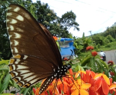 Papilio clytia