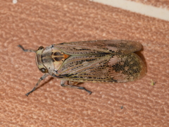 Poblicia texana